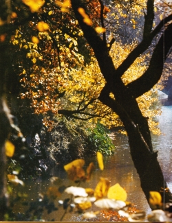 Alvord1979-130.jpg (800021 bytes)